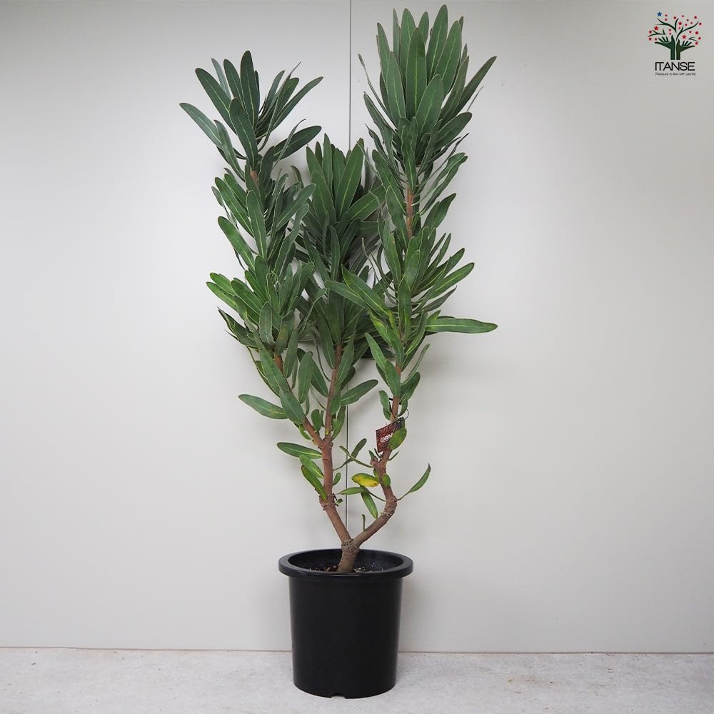 プロテア クリームミンク 5 プロテア クリームミンク | 沼ノ上農園